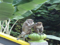 Cynomolgus monkeys (Crab-eating macaques)